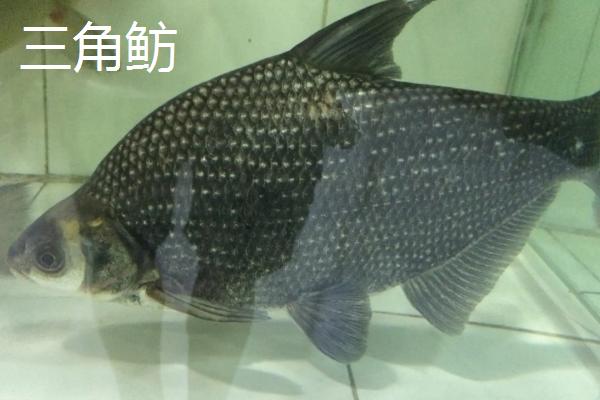 鳊鱼的产地，主要分布于长江中、下游附属中型湖泊