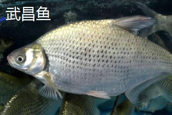 鳊鱼的产地，主要分布于长江中、下游附属中型湖泊