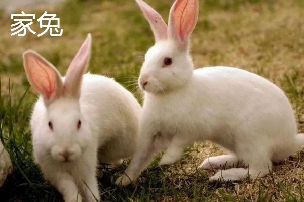 家兔和野兔的区别，家兔的耳朵较短、野兔的耳朵和四肢较长