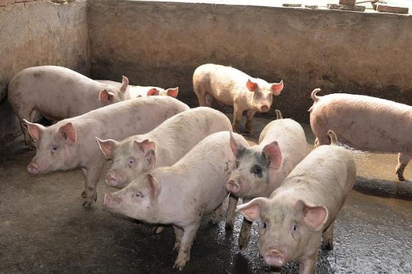 在没有非瘟的地区养生猪要注意什么，需避免从疫区购买种猪