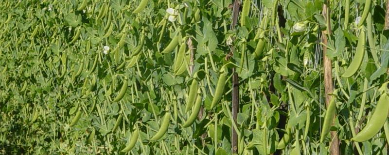 种植豌豆的时间和方法，南方地区可在2月份或10月份播种