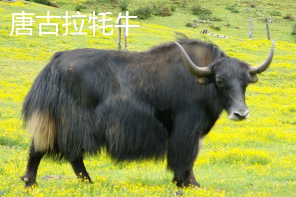 青海省格尔木市的特产，包括枸杞、酿皮、唐古拉牦牛等种类
