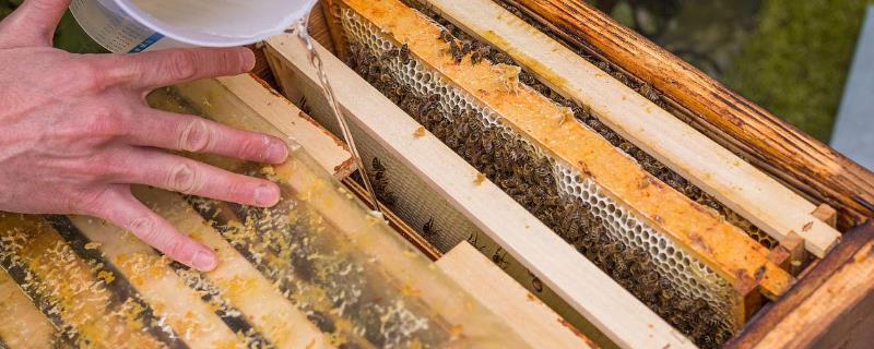 连续5天对蜜蜂喂糖会不会快速发展，可以刺激蜂王产卵、加快蜂群发展速度