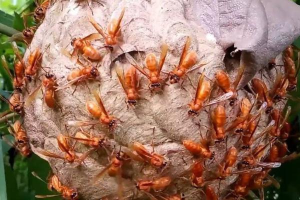 马蜂窝怎么安全处理，试试这4种方法