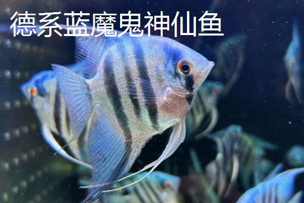 熊猫神仙鱼的产地，主要分布在西太平洋的珊瑚礁海域