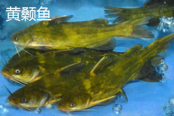 7号丸世钩适合钓什么鱼，黄颡鱼、鲶鱼和黑鱼都适用