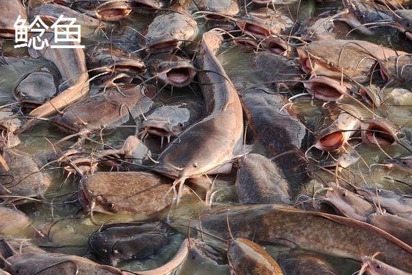 7号丸世钩适合钓什么鱼，黄颡鱼、鲶鱼和黑鱼都适用