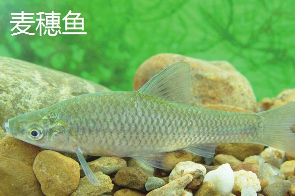 麦穗鱼是什么鱼，是常见的小型淡水鱼类
