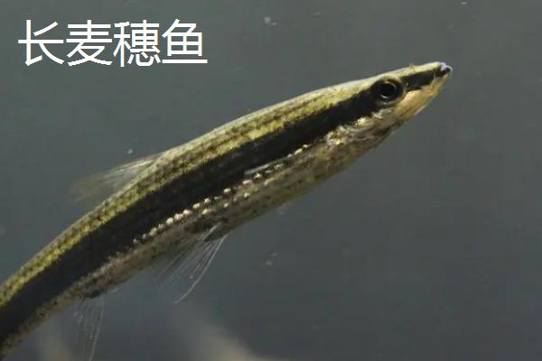 麦穗鱼是什么鱼，是常见的小型淡水鱼类