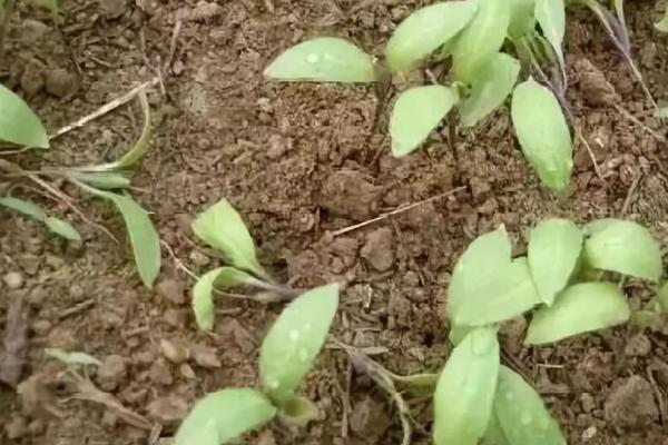 茄子猝倒病的防治方法，种植前用药剂处理种子和土壤