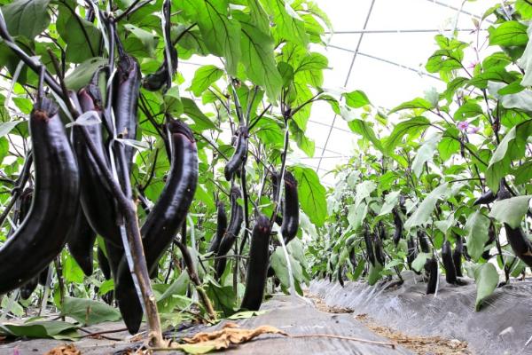 茄子猝倒病的防治方法，种植前用药剂处理种子和土壤