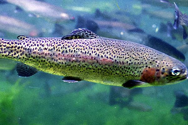 虹鳟鱼是什么鱼，是重要的冷水性经济鱼种