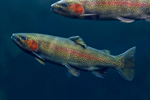 虹鳟鱼是什么鱼，是重要的冷水性经济鱼种