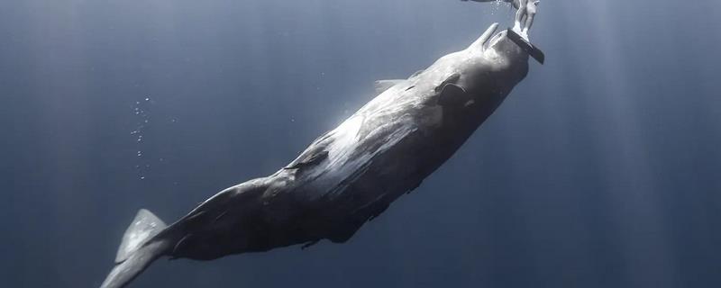 什么是驼背鲸，学名叫做座头鲸