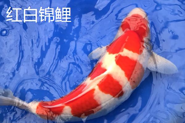 锦鲤鱼简介，是最常见的观赏鱼之一