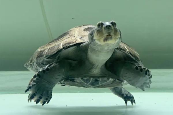 猪鼻龟能活多久，野外生存可活20-25年