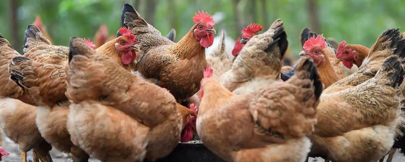 养鸡场鸡粪怎么处理，一般作肥料使用