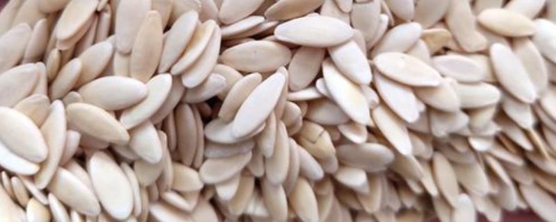 黄瓜白菜种子的使用期限，黄瓜种子不得超过3年