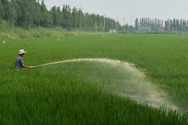 水稻对肥料的需求特点，需控施氮肥、重视施用磷钾肥