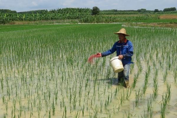 水稻对肥料的需求特点，需控施氮肥、重视施用磷钾肥