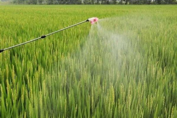 水稻对肥料的需求特点，需控施氮肥、重视施用磷钾肥