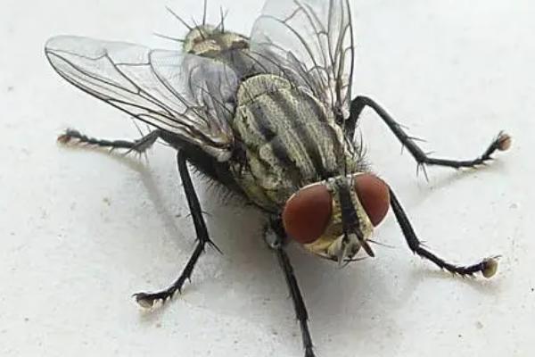 苍蝇的天敌，包括捕食性、寄生和微生物天敌