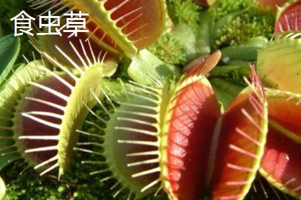 苍蝇的天敌，包括捕食性、寄生和微生物天敌