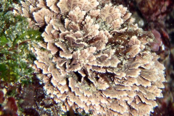 珊瑚藻的产地，在我国台湾分布种类较多