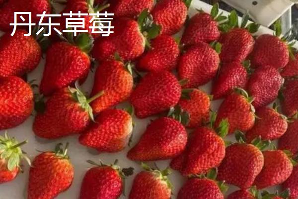 辽宁省丹东市的特色水果，夏家村草莓达到无公害绿色食品标准
