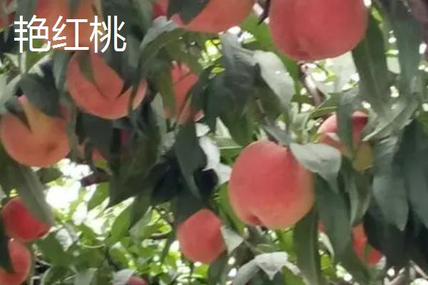 辽宁省丹东市的特色水果，夏家村草莓达到无公害绿色食品标准