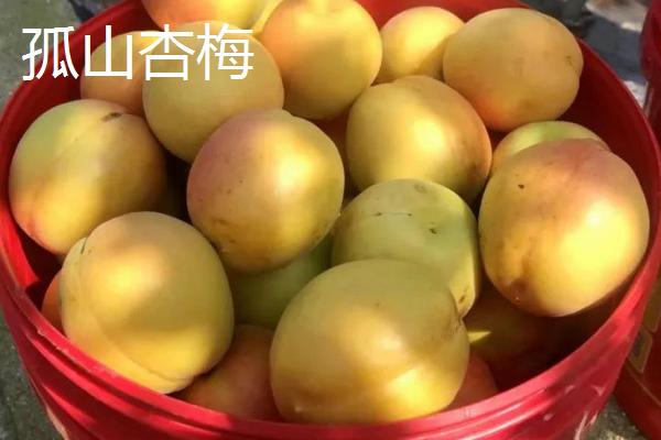 辽宁省丹东市的特色水果，夏家村草莓达到无公害绿色食品标准