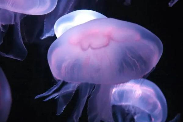 野村水母是什么水母，是一种巨型水母
