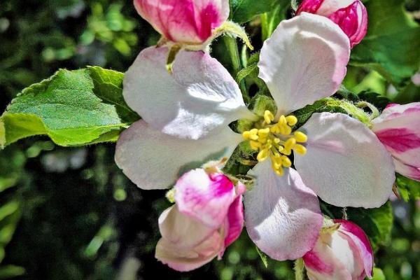 苹果的开花期是什么时候，通常在4-5月份