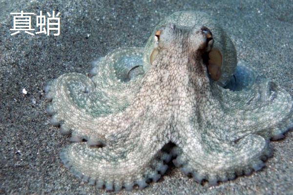 什么是章鱼，属于八腕目、章鱼科软体动物的统称
