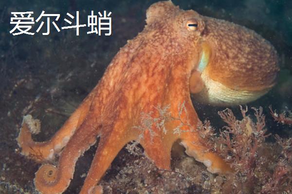 什么是章鱼，属于八腕目、章鱼科软体动物的统称