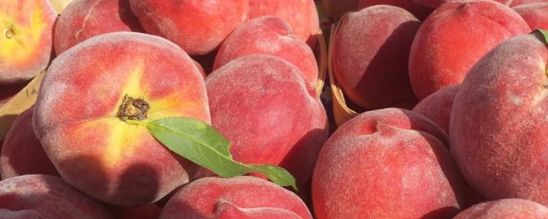 哪些桃子在10月份成熟，包括金秋红蜜桃、皖农冬桃等品种