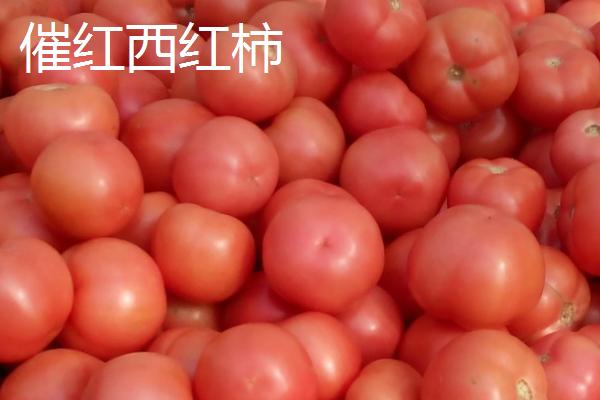 催红西红柿与普通西红柿的区别，催红西红柿的颜色比较均匀