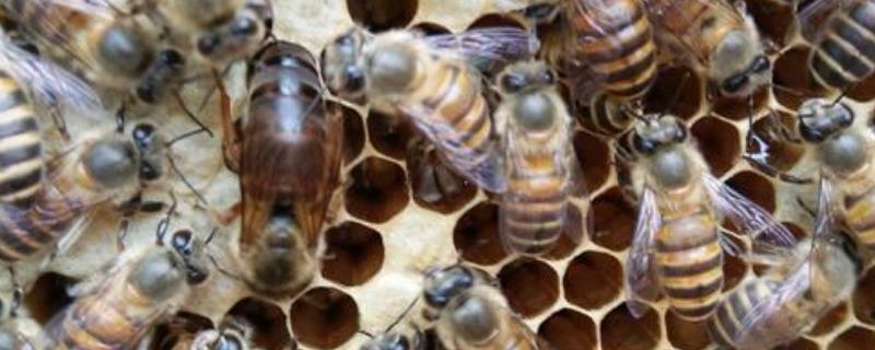 养殖阿坝中蜂如何进行高效管理，夏季要在蜂箱上面搭棚遮阳