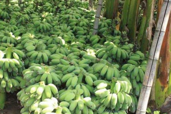 矮蕉的价格，在主产地的售价为0.9-2元左右/斤