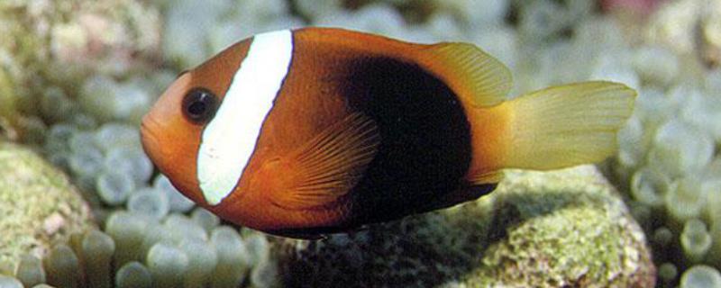 黑红小丑鱼好不好养，容易饲养而且有经验会更简单