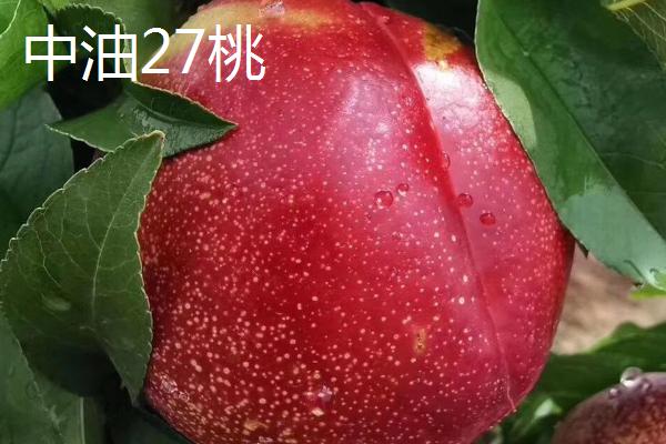 哪些桃子在10月份成熟，包括金秋红蜜桃、皖农冬桃等品种
