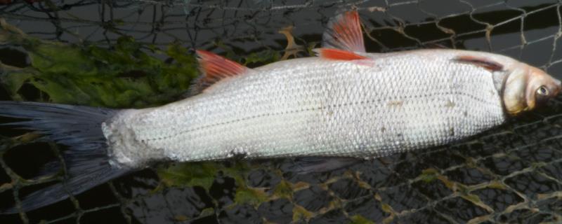 红尾鱼的产地，主要分布于黑龙江的干、支流