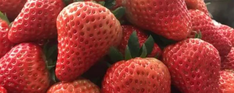草莓如何播种，与细土拌匀后可撒播至苗床上