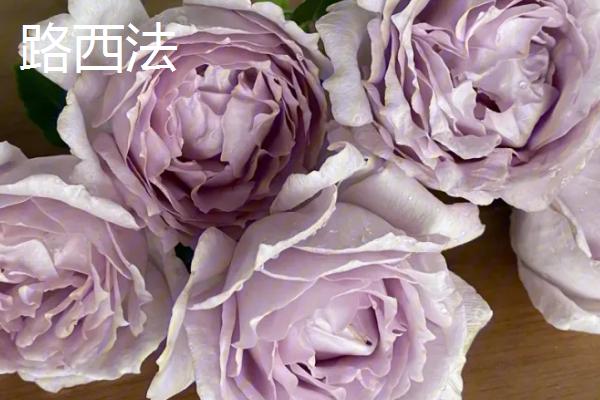 最美的月季花品种，蒙娜丽莎的花型和花色堪称一绝