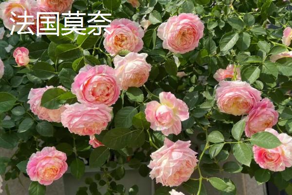 最美的月季花品种，蒙娜丽莎的花型和花色堪称一绝