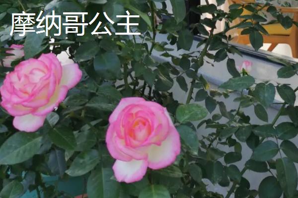 最美的月季花品种，蒙娜丽莎的花型和花色堪称一绝