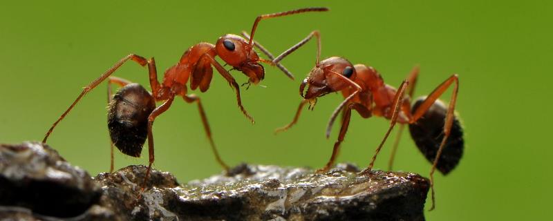 蚂蚁最怕什么，洗衣粉和杀虫剂都让它感到害怕