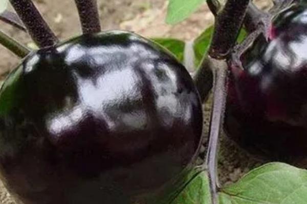 茄子的颜色，常见有紫色、青绿色和白色