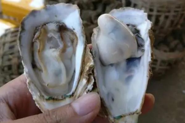 北海生蚝产于哪里，属于广西北海市的特产