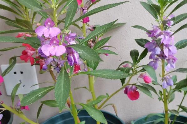 凤仙花是什么植物，是一年生草本植物